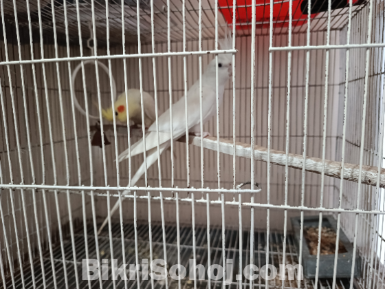 Ek Pair Running Cokatel Bird